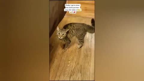 HOUR FUNNY CATS COMPILATION 2022😂_ Funny and Cute Cat Videos😸 ! - 022