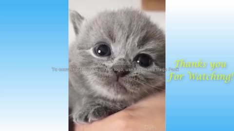 Top Funny Cat Videos of The Weekly - TRY NOT TO LAUGH