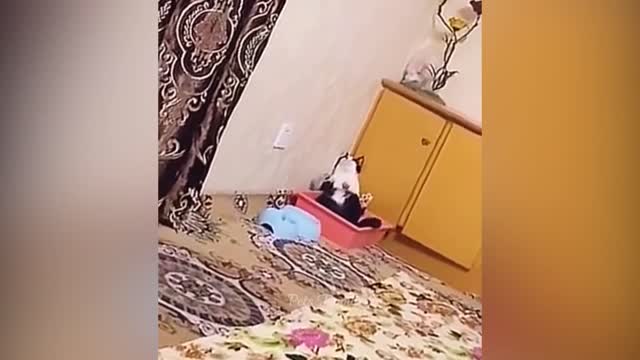 Funniest Animals 2022 Funniest Cats and Dogs Pets Family