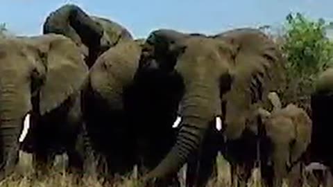 The Elephant Whisperer