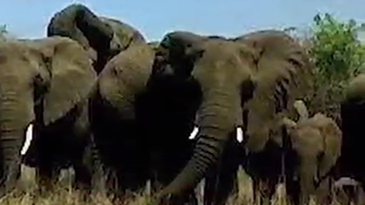 The Elephant Whisperer