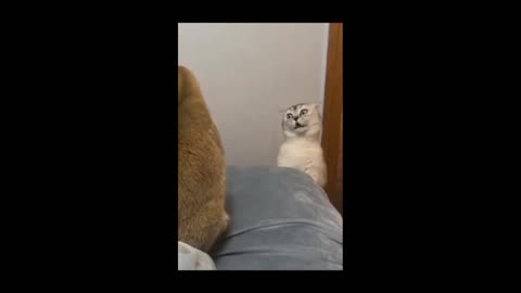 Funny cat moment