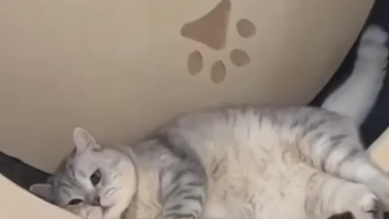 Chubby Cat