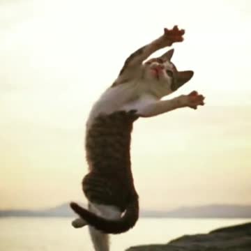 Kungfu cat 😍
