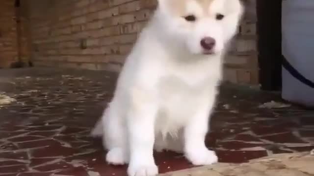 Cute dog