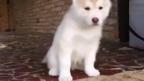 Cute dog