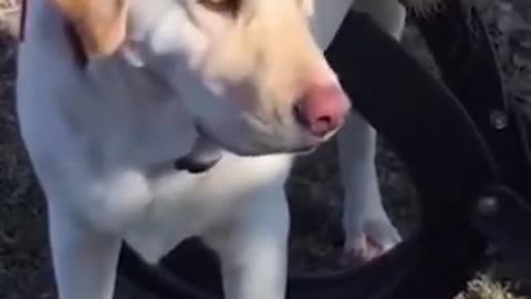 Funny Dog Trapped🐕🐶