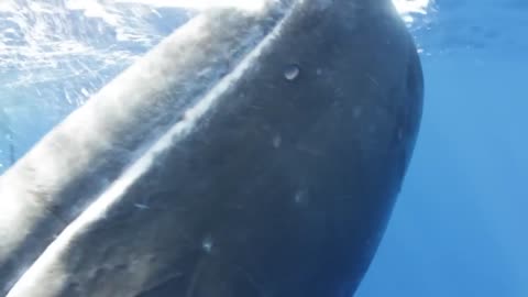 Sperm Whale Greeting