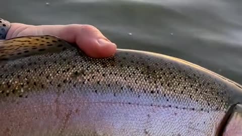 Do any other trout fight as hard as a big rainbow