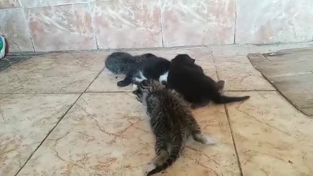 Lovely animals and a thousand who love kittens leave me a comment