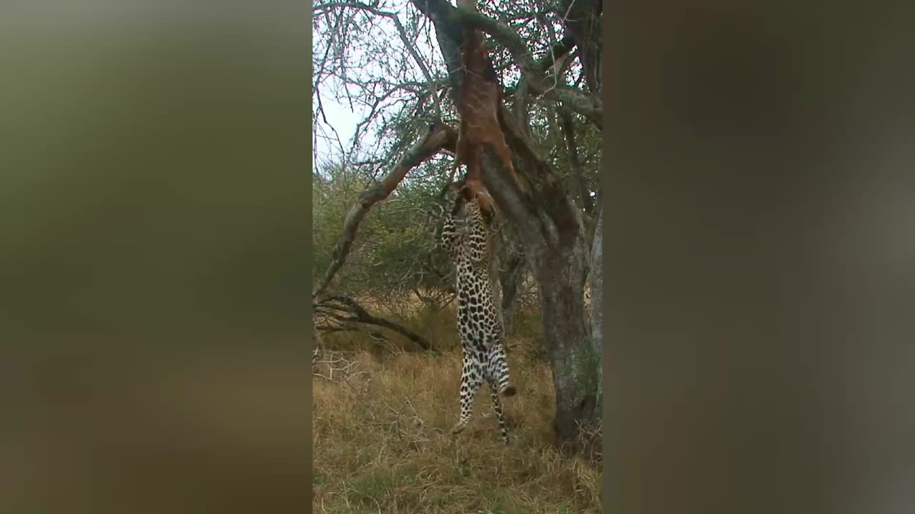 Leopard's Gym Workout: Pull-Ups with a Buck 😂