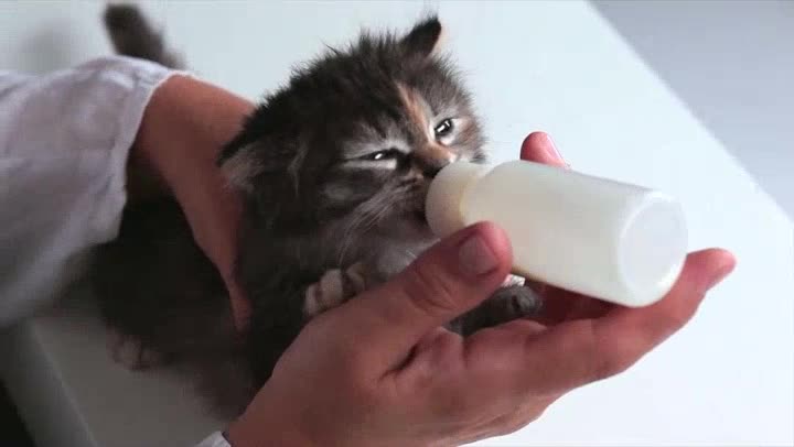 Kitten With Pleasure Eats a Milk so cute 🥰😍😘