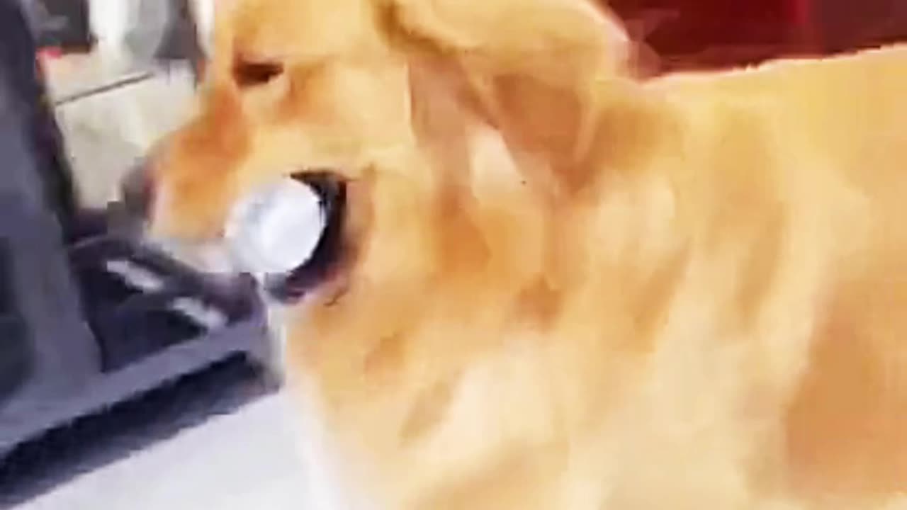 Unleash the Laughter, A Compilation of Hilarious Dog Moments