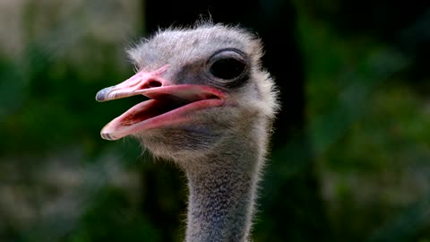 Cute bird at farm