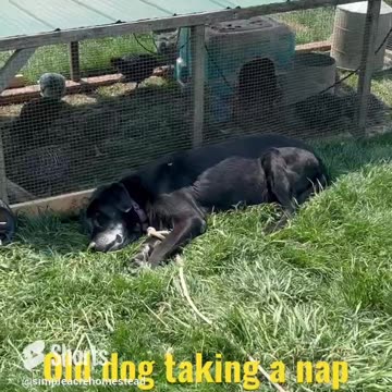 Jack our 12 year old lab taking a nap beside our chicken tractor. #homesteading