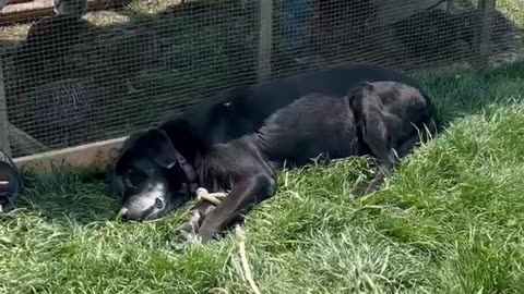 Jack our 12 year old lab taking a nap beside our chicken tractor. #homesteading