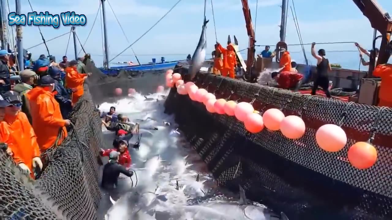 Everyone should watch this Fisherman's video - Catching hundreds of tonnes of giant bluefin tuna