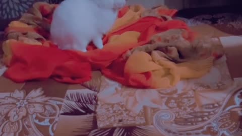 2023 trending video A little cute rabbit Dora😘
