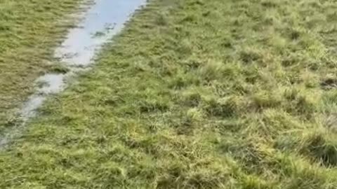 The Dogs Funny video Side In the River