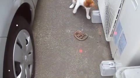 Animals fight video