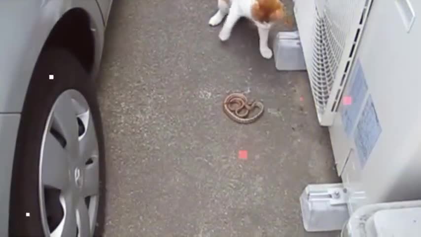 Animals fight video