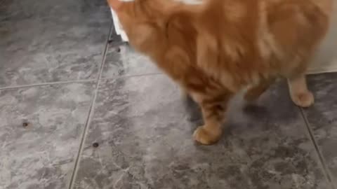 Orange Cat Turns Dinner Time Into Play Time