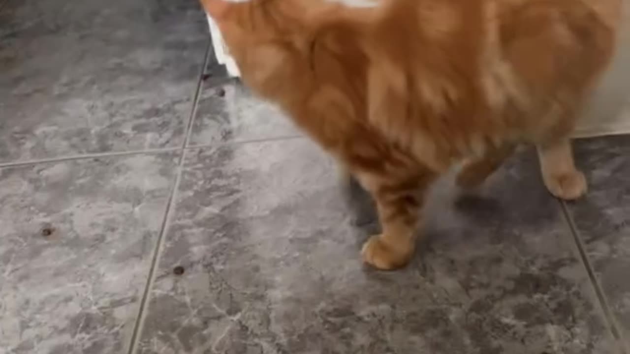 Orange Cat Turns Dinner Time Into Play Time