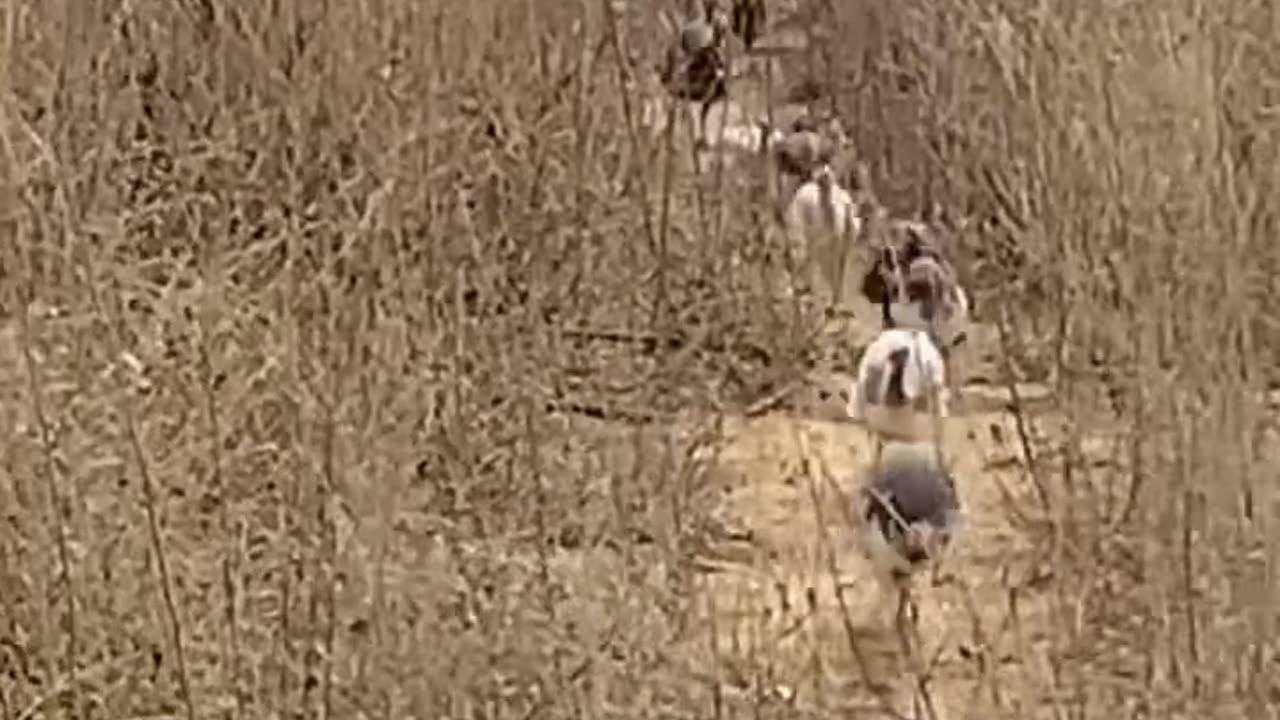 Guineafowl Hen