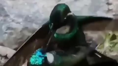 Cute and adorable animal behavior makes anyone happy to see it
