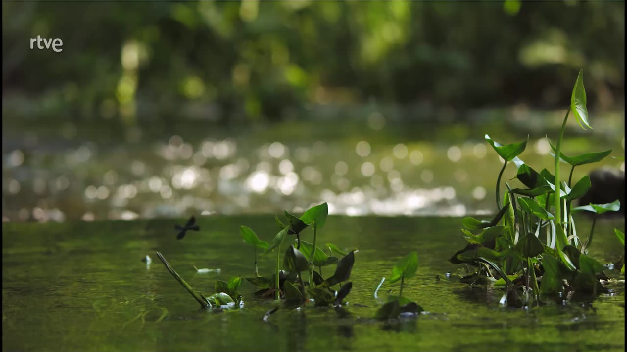 La fauna y la flora de los lagos secretos