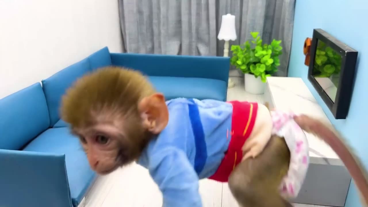 Family funny video with animal 1 | Monkey Shorts 1