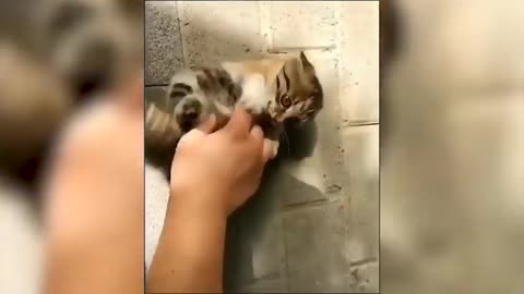 Animals that do not forget their owner after years.