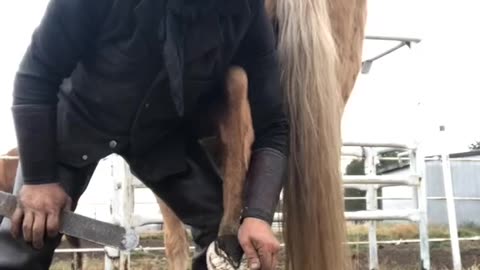 REAL CDN COWBOY- "I got 22 years sobriety, and owe my sobriety to the horse"