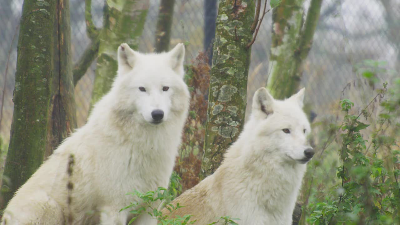 2 white wolves