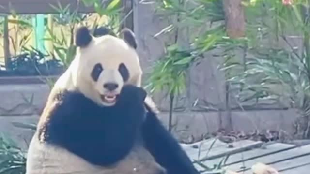 Panda eat bamboo