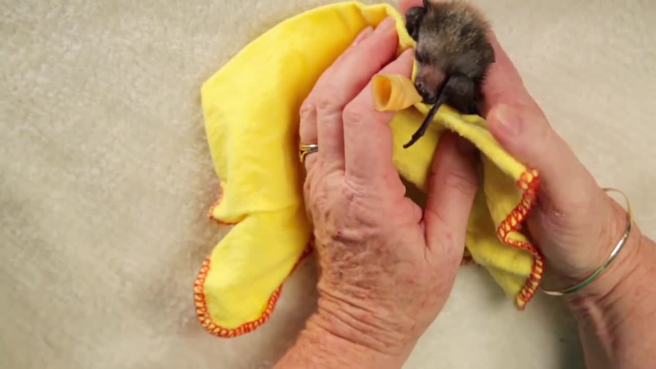 Baby Bat Burritos