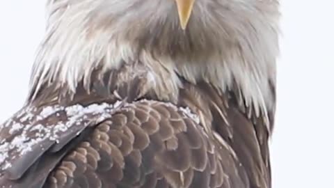 Blade EaGLe shorts