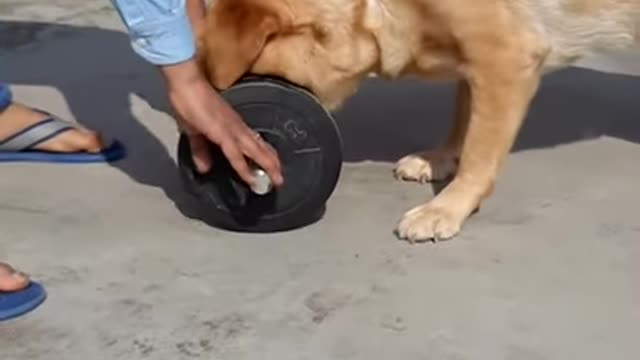 Best trainer in the world