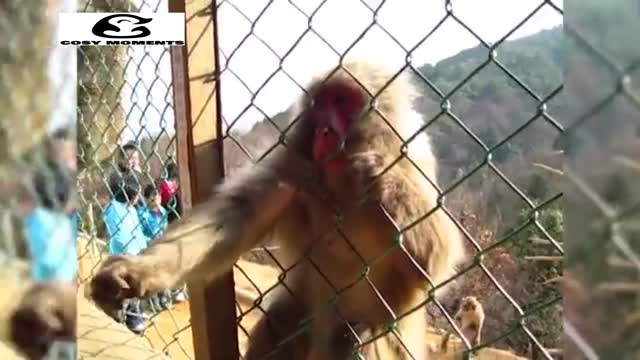 MONKEYS REACT TO MAGIC! SUPER FUNNY COMPILATION