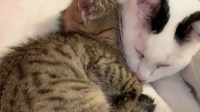 Cute cats sleeping