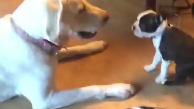 Cute funny dog and puppy video meme compilation part 3
