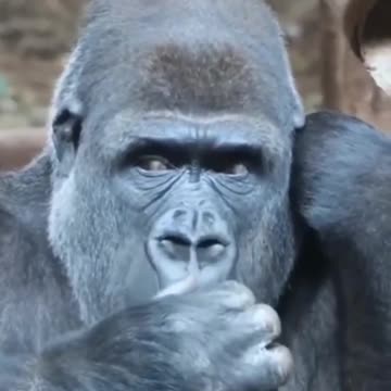 The Nosy Pickers 😂 👃