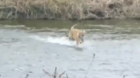 Wildlife in closer view with a natural perspective.