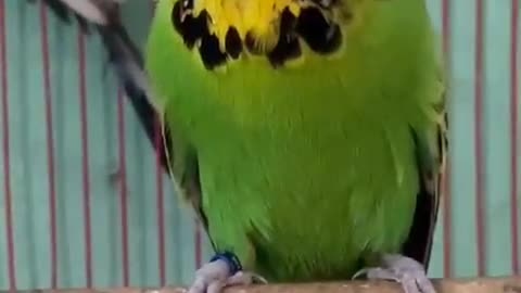 Show budgie