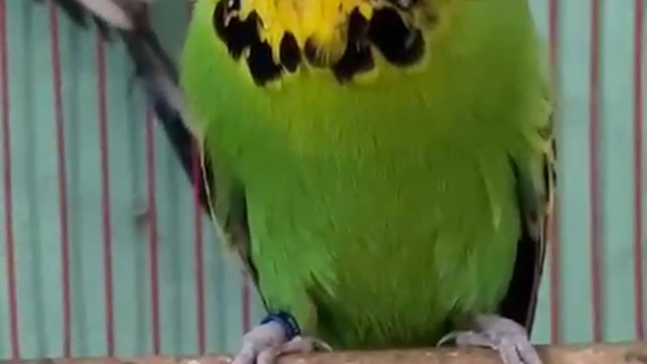 Show budgie