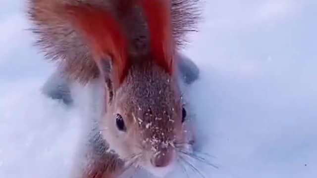 Pet collection. Squirrels. Squirrels in the snow are so cute, nuts