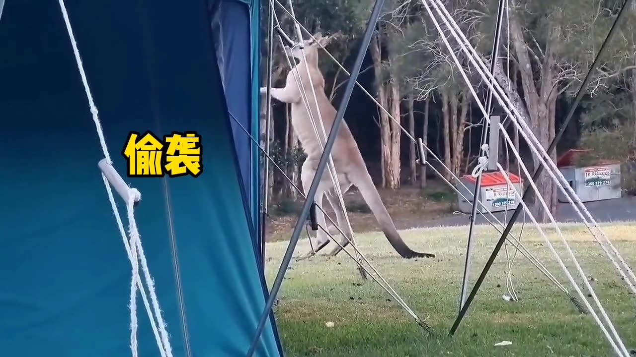 Kangaroo Fight | Kangaroo Fight Video | Kangaroo Funny Fight Video