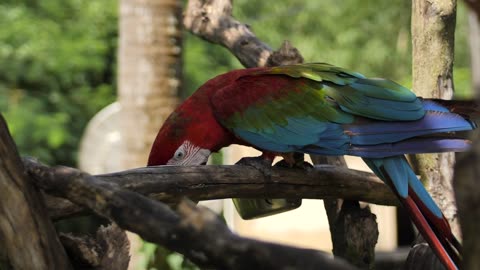 macaw-parrot-feeding-on-a-branch-4669-medium