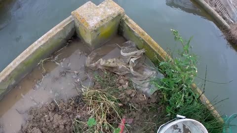 Rescue crabs to feed my turtles!4