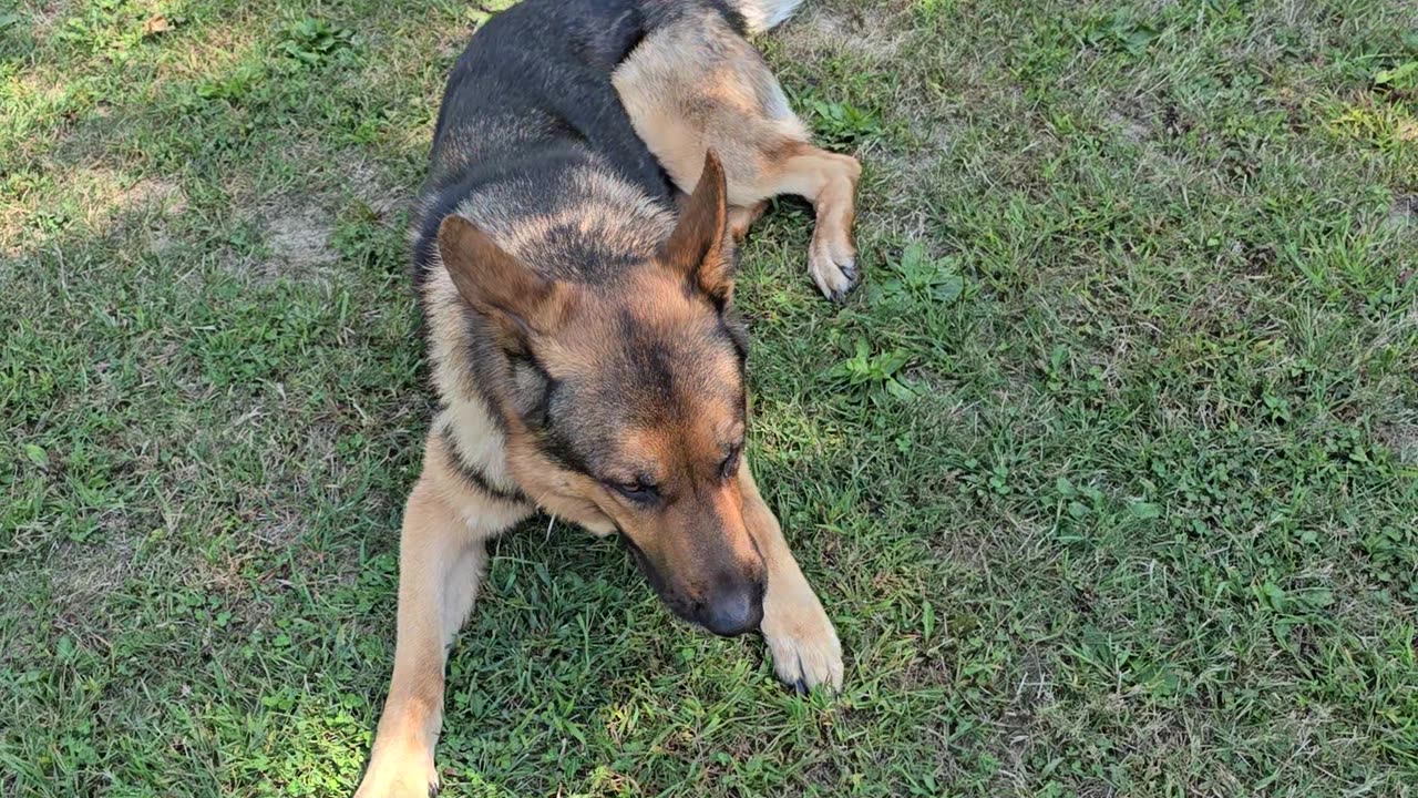 Virgil german shepherd.
